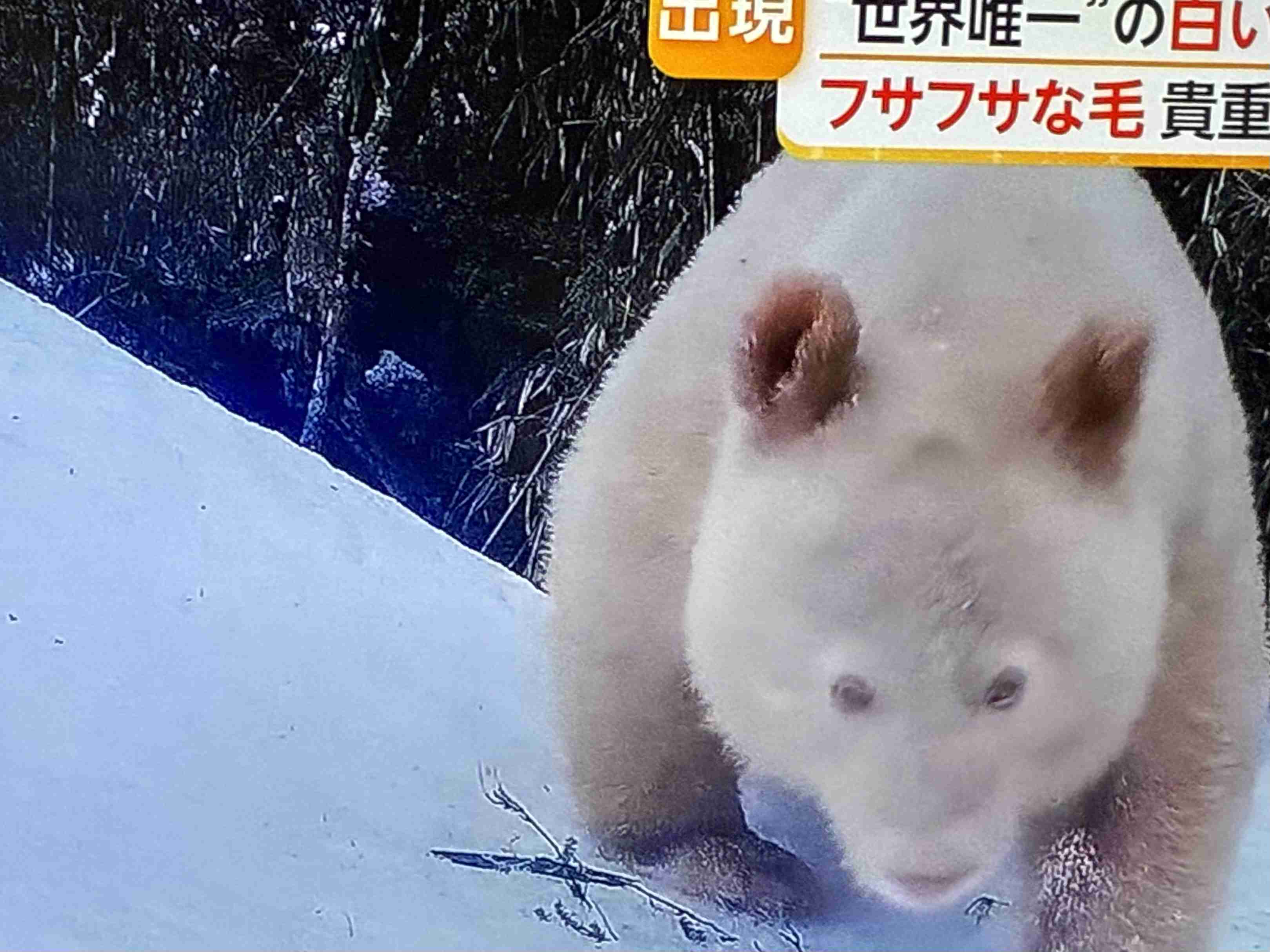 「白いスズメ」がSNSで話題に⇨「貴重な子」「初めて見た！」と驚きの声