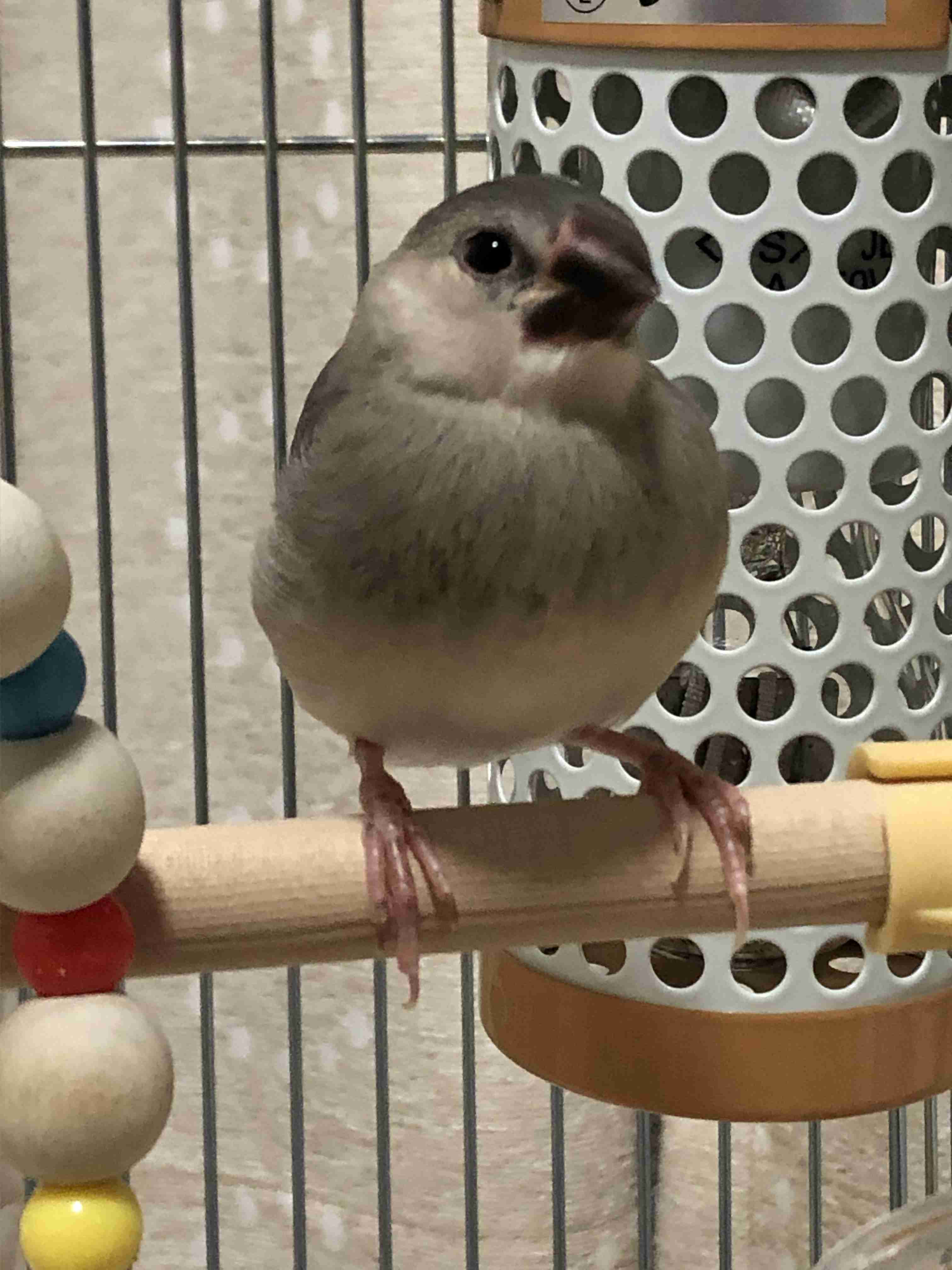 動物の赤ちゃんは何故あんなに可愛いのでしょう🥰