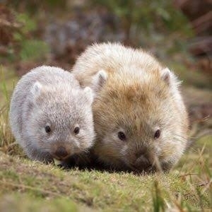 動物の赤ちゃんは何故あんなに可愛いのでしょう🥰