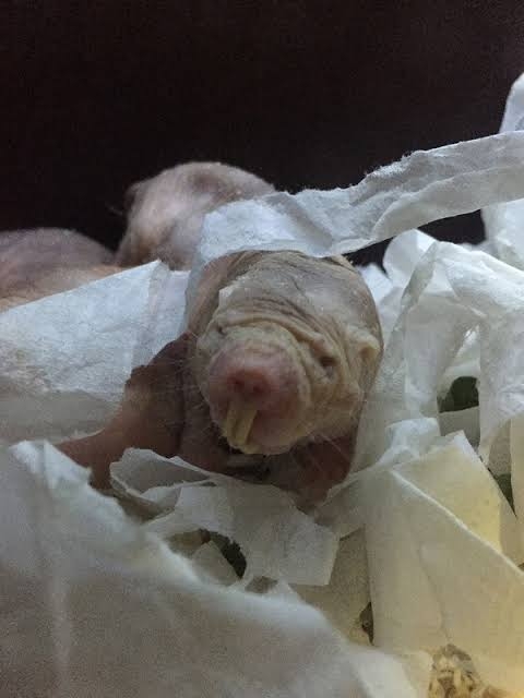 動物の赤ちゃんは何故あんなに可愛いのでしょう🥰