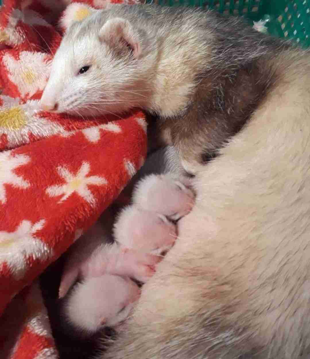 動物の赤ちゃんは何故あんなに可愛いのでしょう🥰