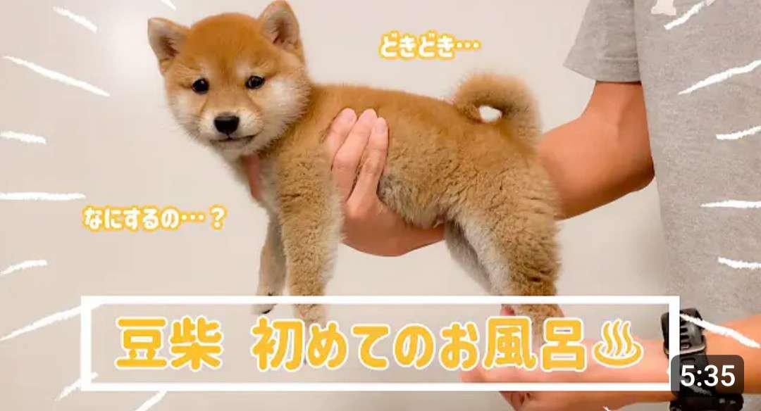 動物の赤ちゃんは何故あんなに可愛いのでしょう🥰