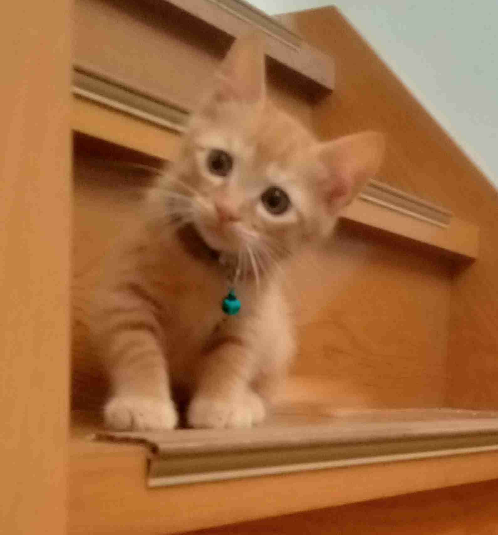 動物の赤ちゃんは何故あんなに可愛いのでしょう🥰