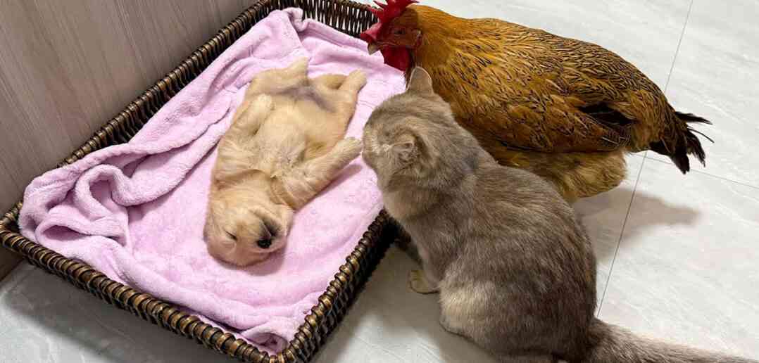 動物の赤ちゃんは何故あんなに可愛いのでしょう🥰