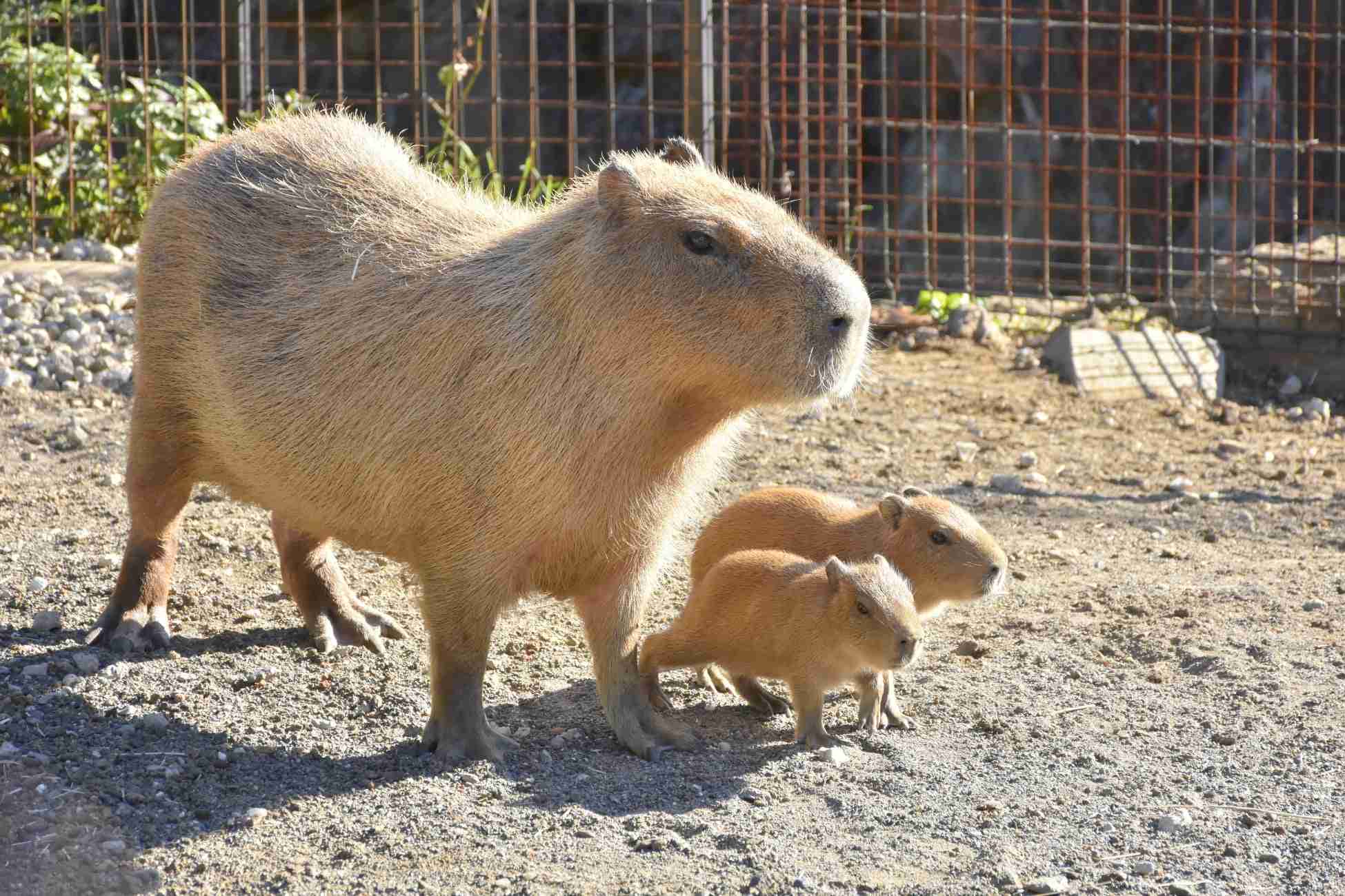 動物の赤ちゃんは何故あんなに可愛いのでしょう🥰