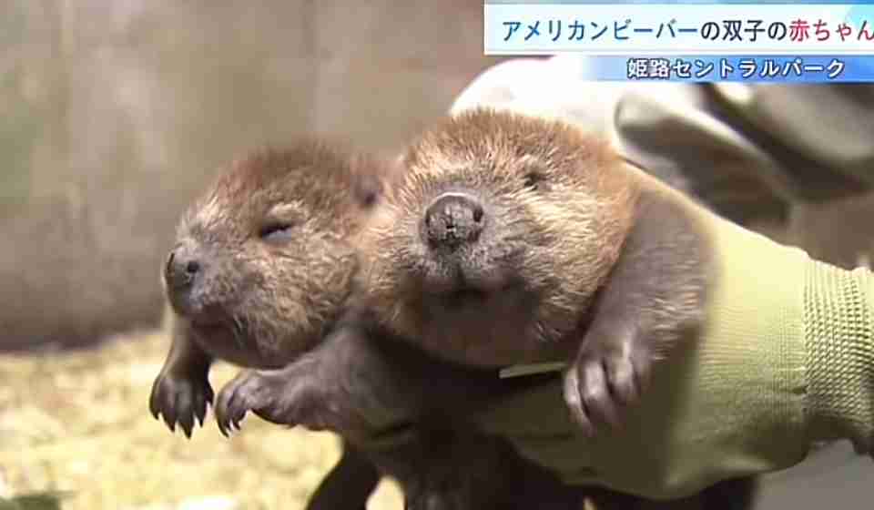 動物の赤ちゃんは何故あんなに可愛いのでしょう🥰