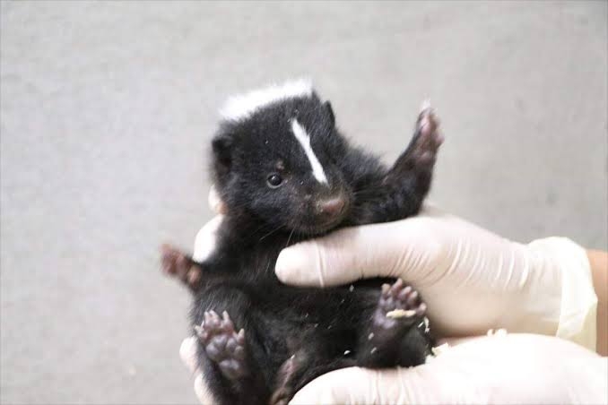 動物の赤ちゃんは何故あんなに可愛いのでしょう🥰