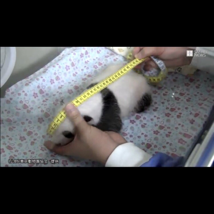 動物の赤ちゃんは何故あんなに可愛いのでしょう🥰