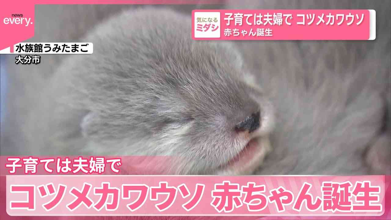 動物の赤ちゃんは何故あんなに可愛いのでしょう🥰