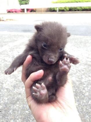 狸について知ってる事