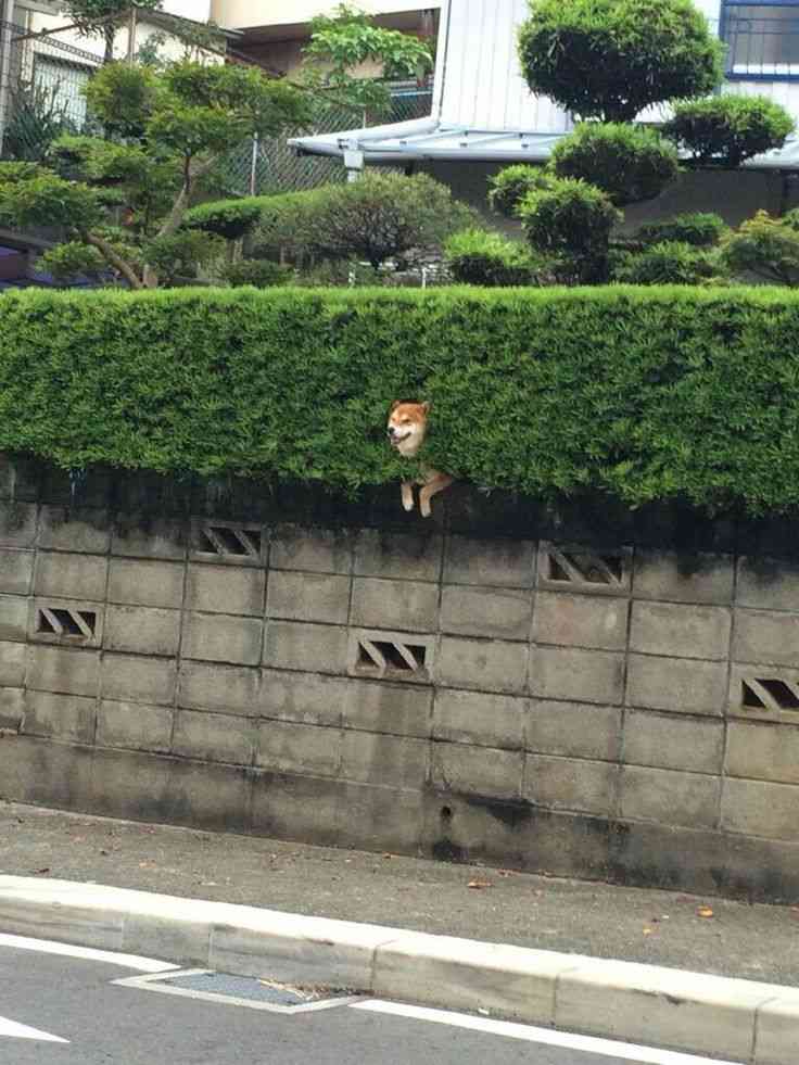 生垣やめて塀にしたい