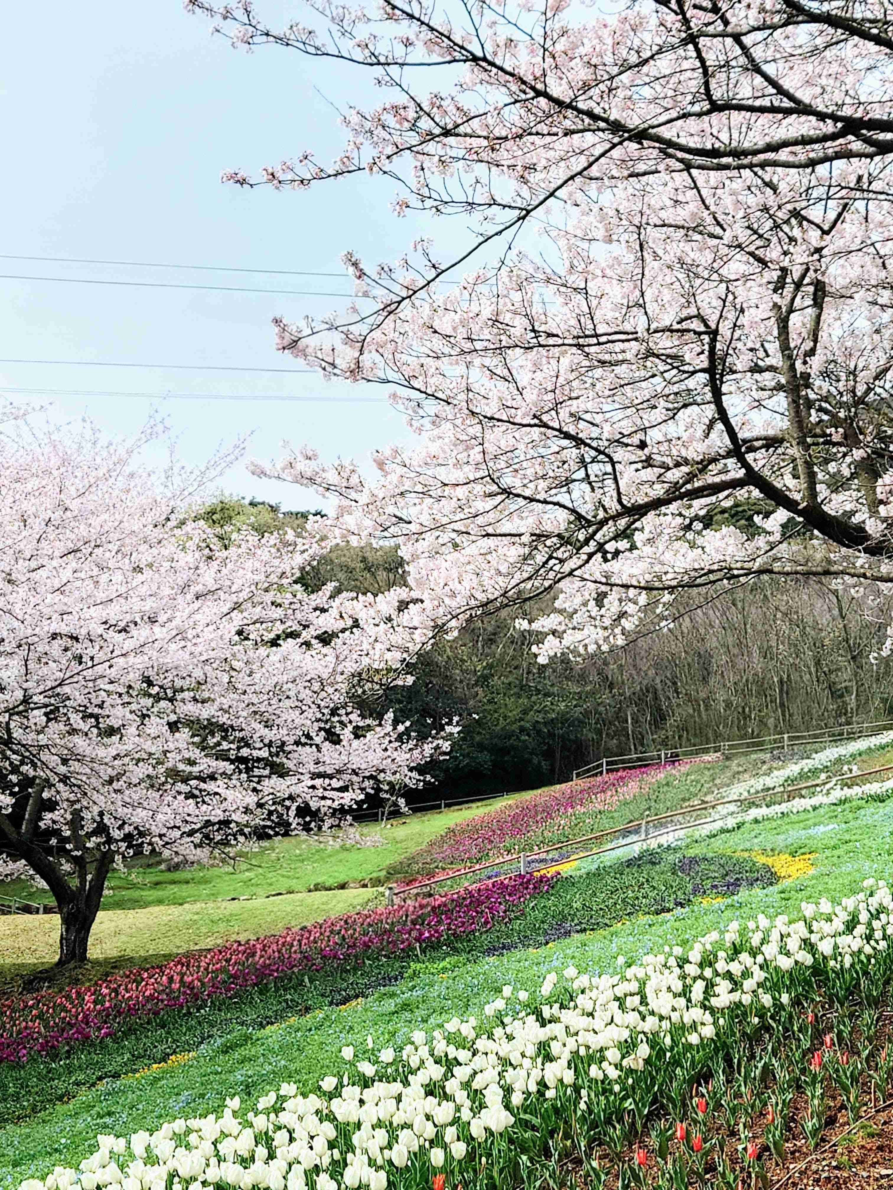 ガル民が撮影した日本の絶景が見たい！