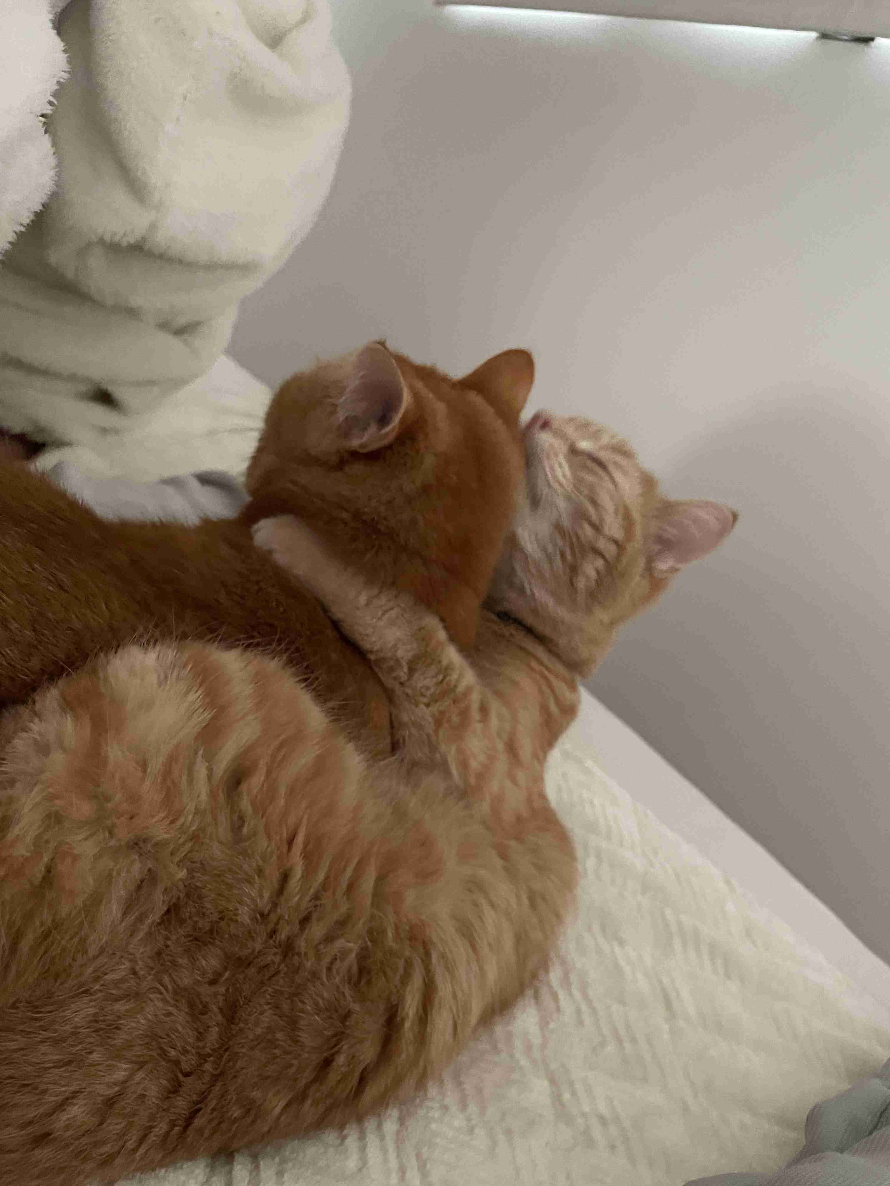ペットは人間に飼われて幸せなのか