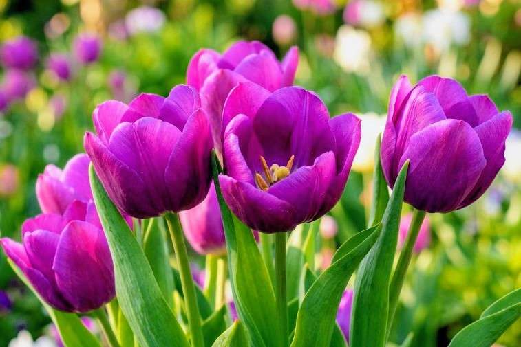 花言葉についてお話ししませんか？