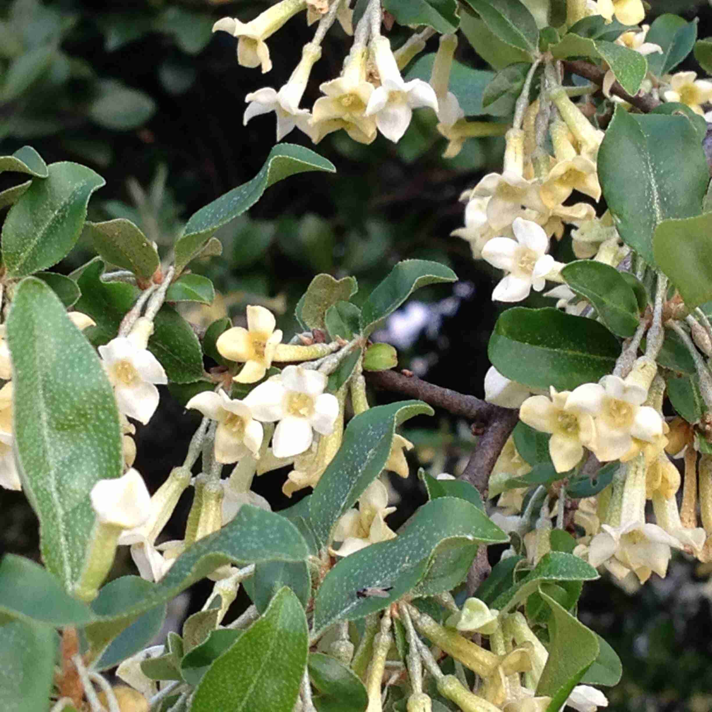 花言葉についてお話ししませんか？