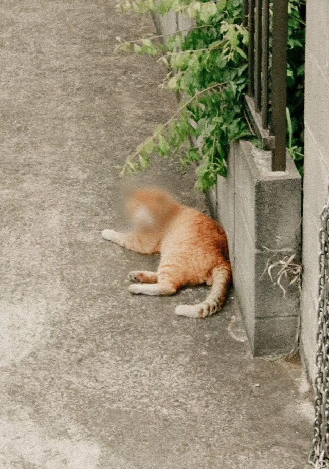 Googleマップに写ってた面白い物