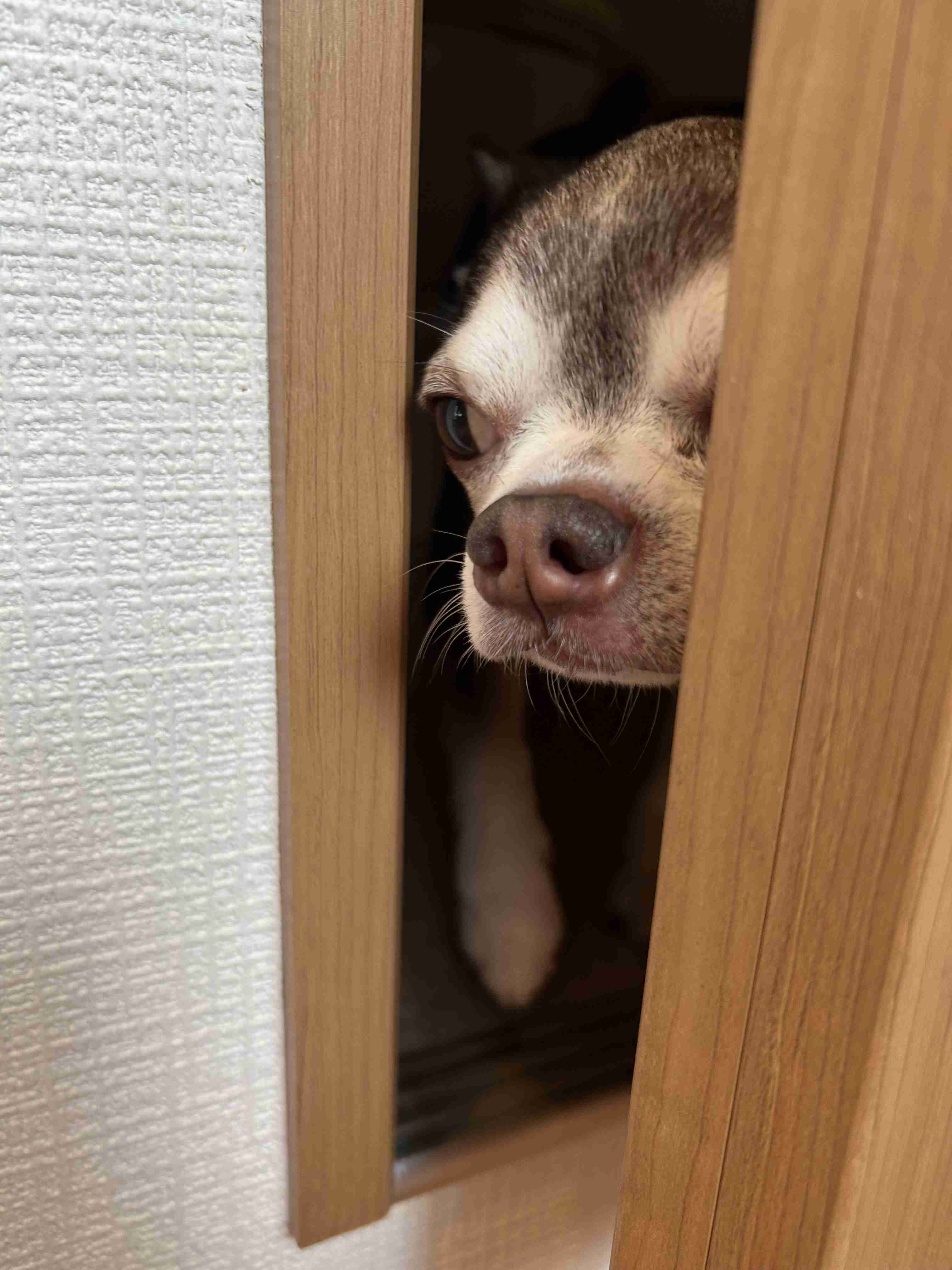自分がまさかコレを買う日が来るとは思ってなかった、ってもの