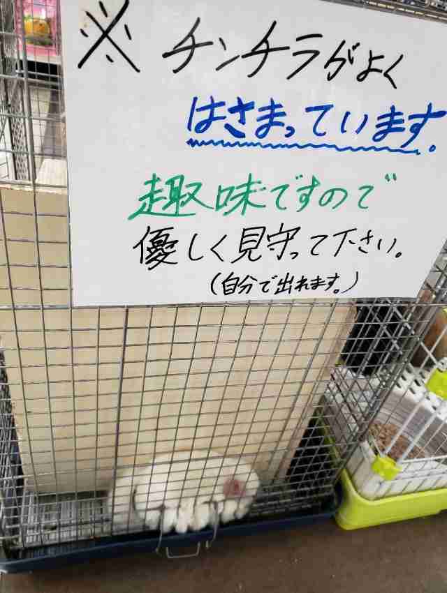 よく分からんけどなんか楽しそう♡て画像を貼るトピpart5