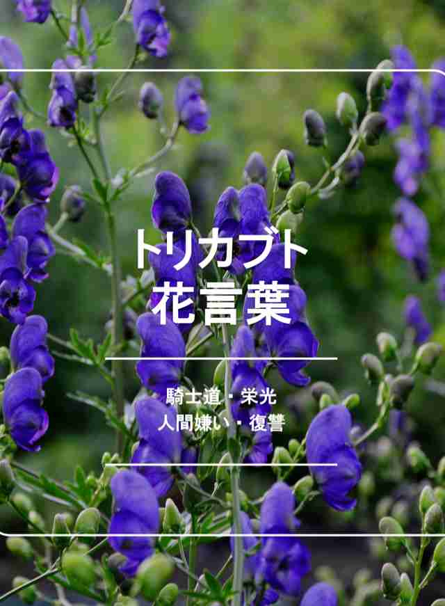 【実況・感想】仰天ニュース…まさかの絶体絶命▽BBQで父絶叫！見えない火が顔に▽毒草で妻殺害...2時間SP