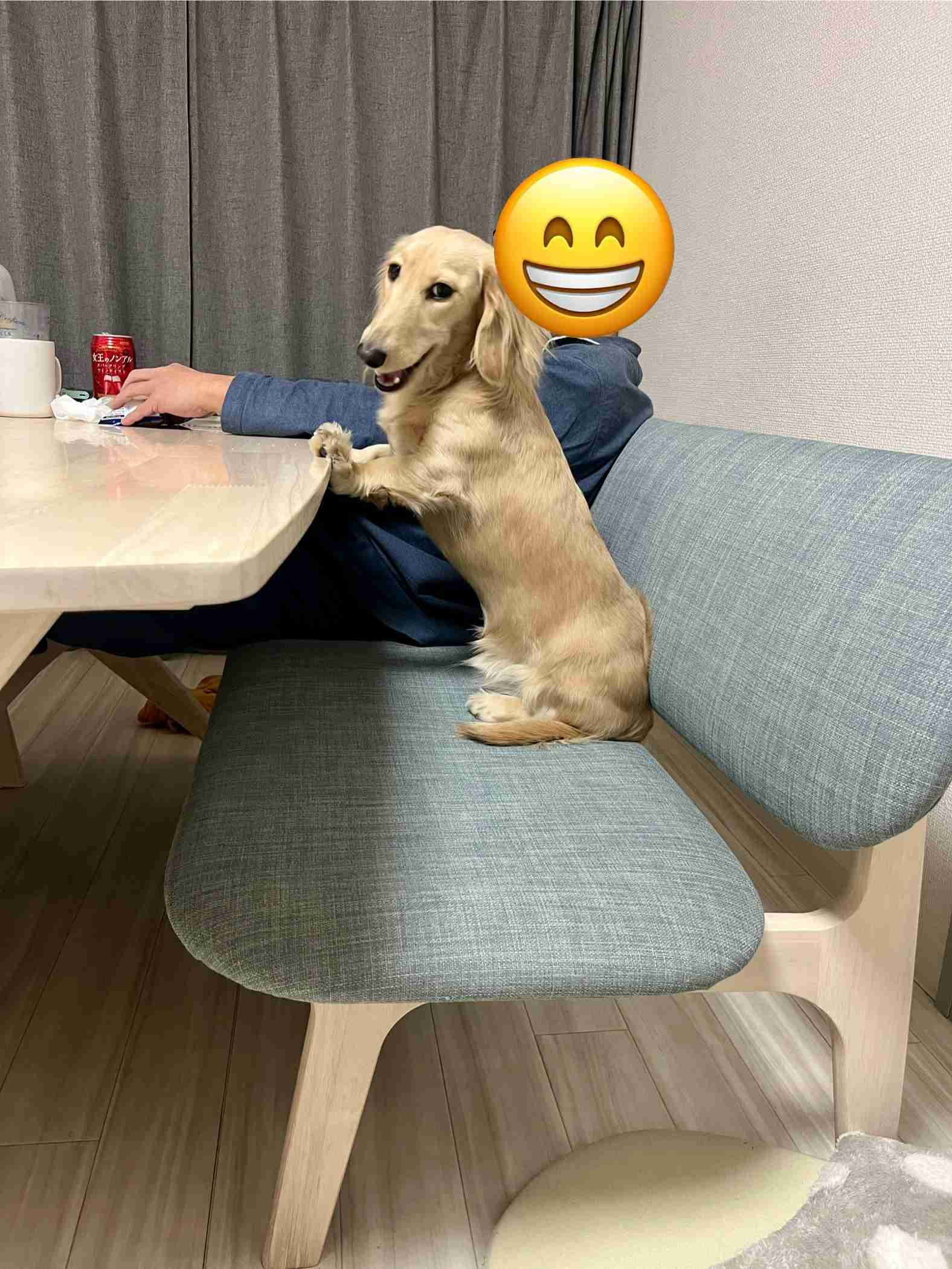 ペットは自分のことを人間だと思っているのか