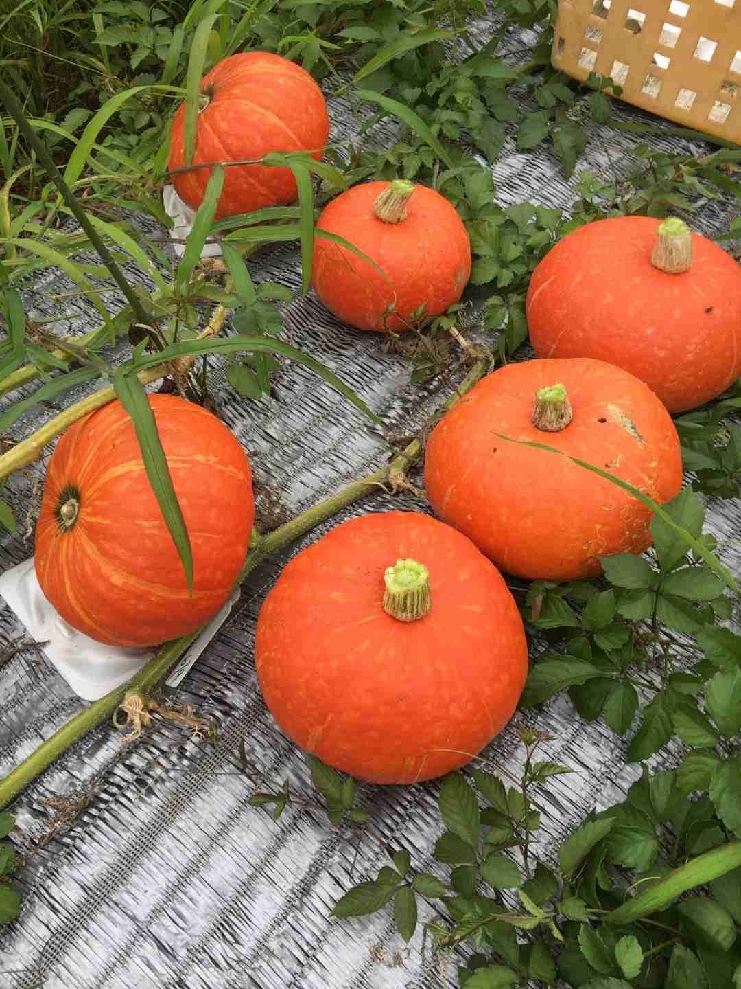 🍆食用植物を育てる🍅ガルちゃん家庭菜園部🥕　【野菜・果物・ハーブ】