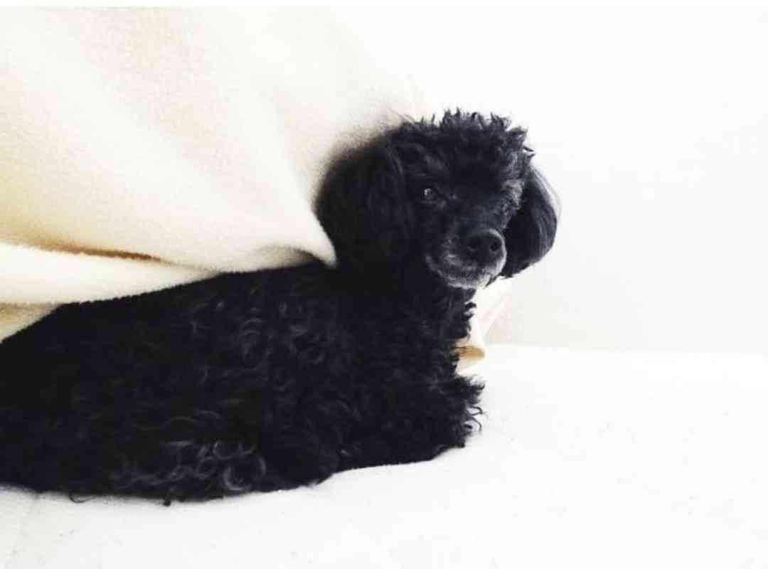 黒い体毛のペットを飼ってる方！写真難しくないですか？