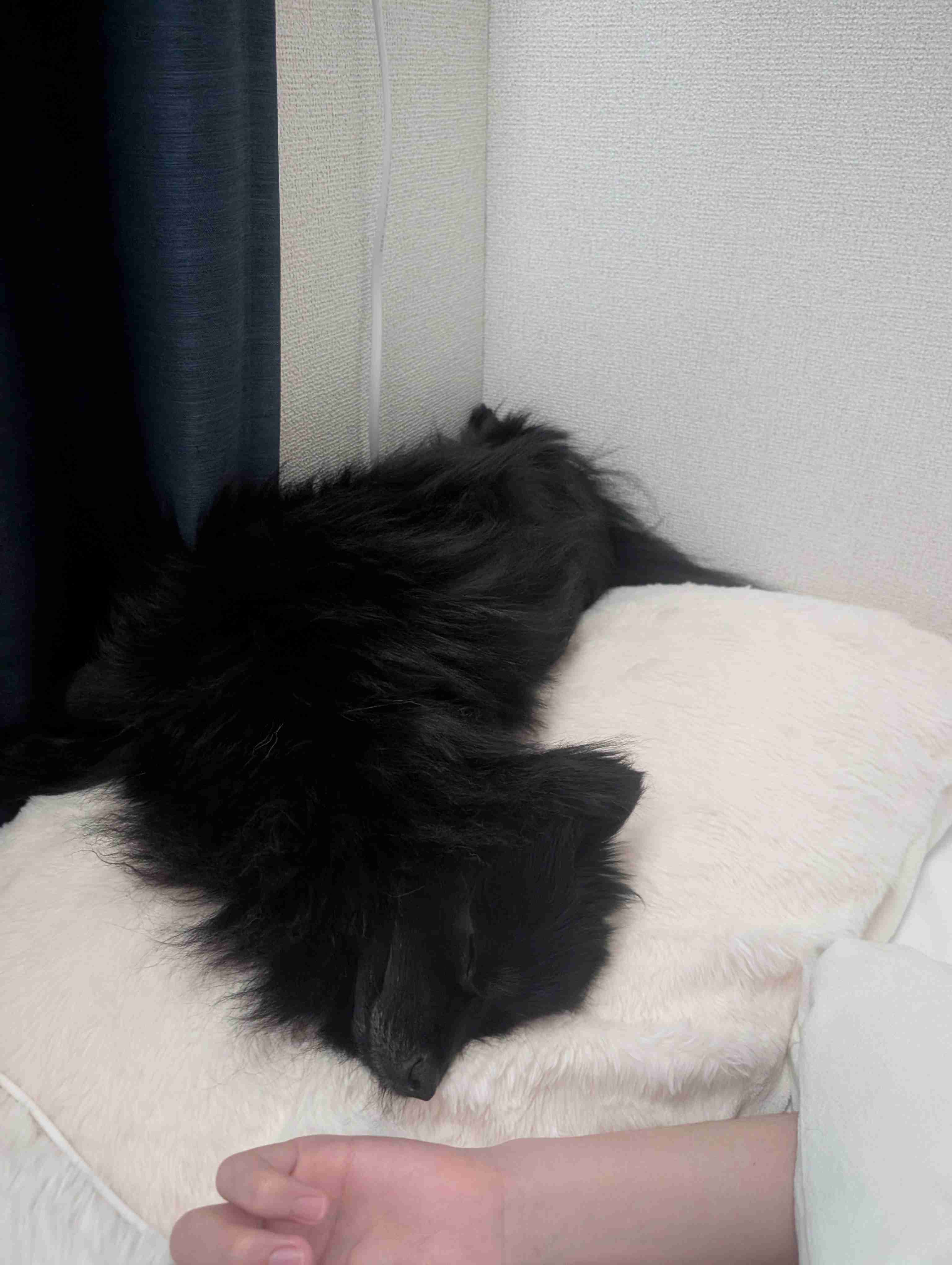 黒い体毛のペットを飼ってる方！写真難しくないですか？