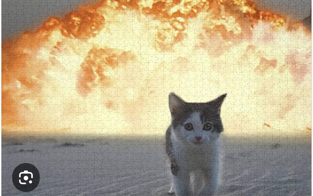 不良が猫を拾うと好感度が上がるのはなぜ？