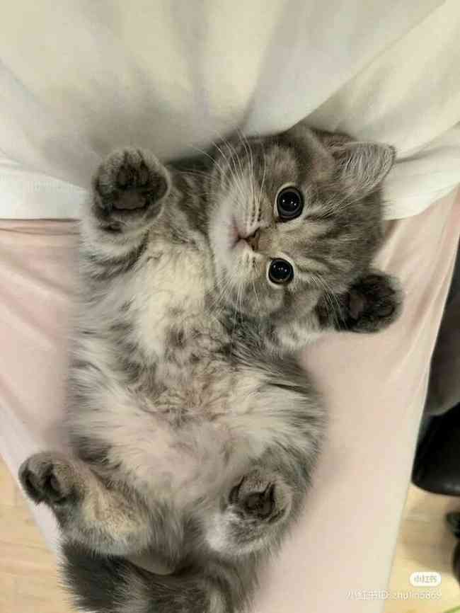 猫が仰向けで寝るのはどんな気分のとき?獣医師が心理を解説