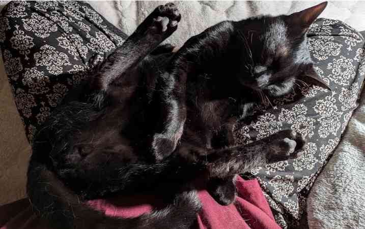 猫が仰向けで寝るのはどんな気分のとき?獣医師が心理を解説