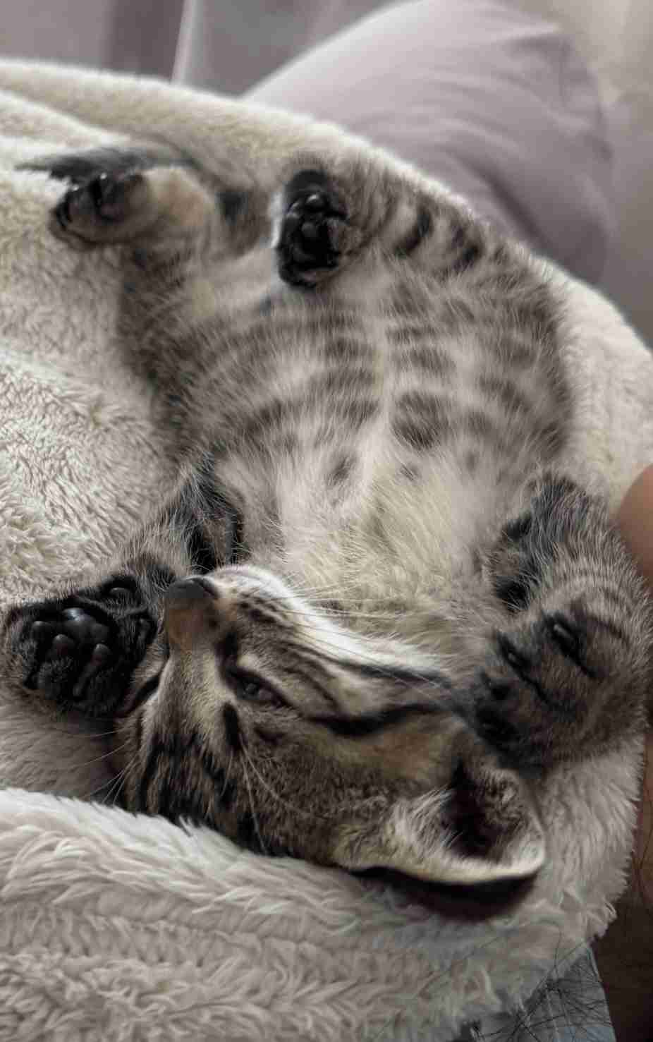 猫が仰向けで寝るのはどんな気分のとき?獣医師が心理を解説