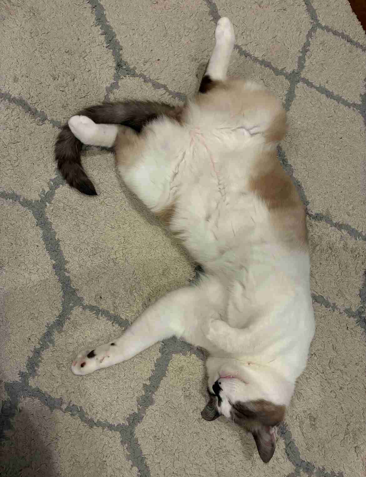 猫が仰向けで寝るのはどんな気分のとき?獣医師が心理を解説