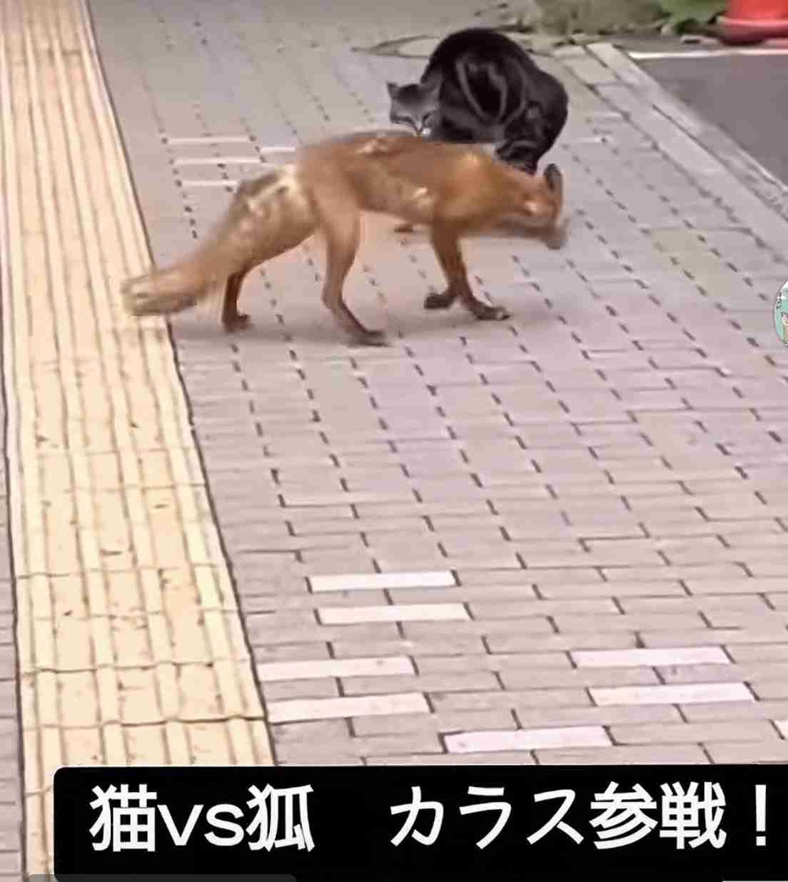 イヌかタヌキかと思った「一匹の保護幼獣」 成長して判明した「正体」に注目集まる