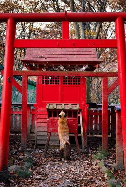 神社やパワースポットに行った後起きた、不思議な体験、ご利益体験part42