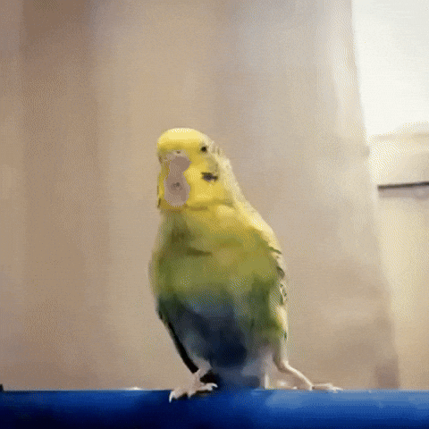 インコについて語りたい