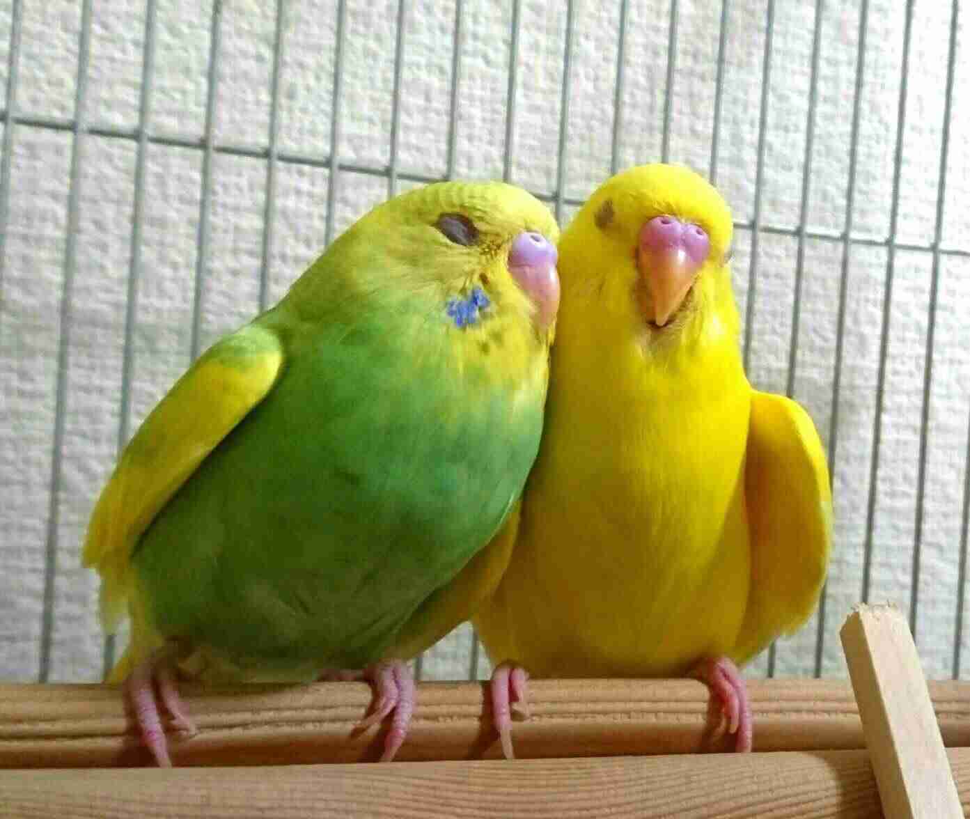 インコについて語りたい