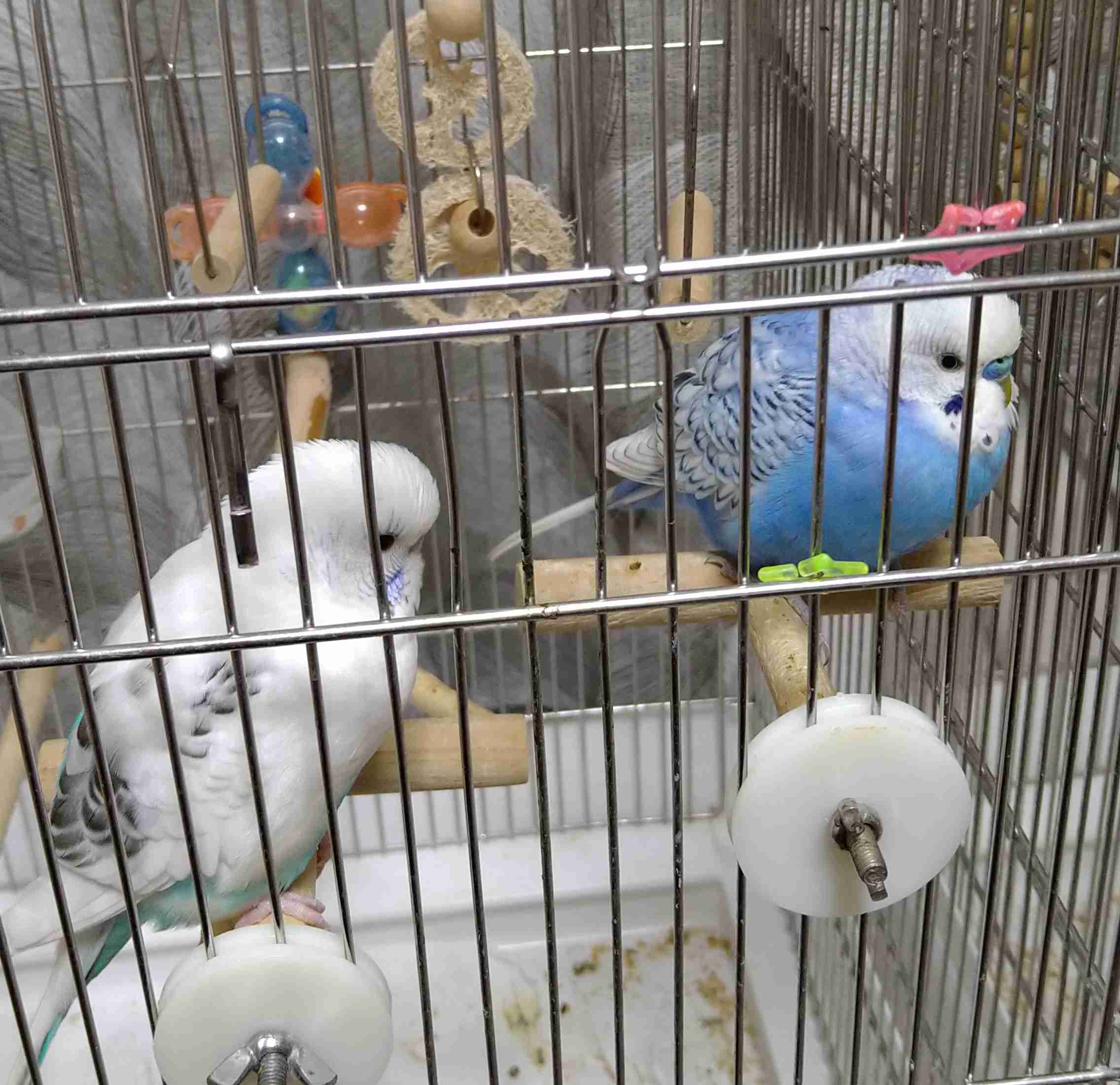 インコについて語りたい