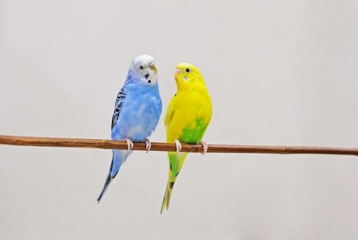 インコについて語りたい