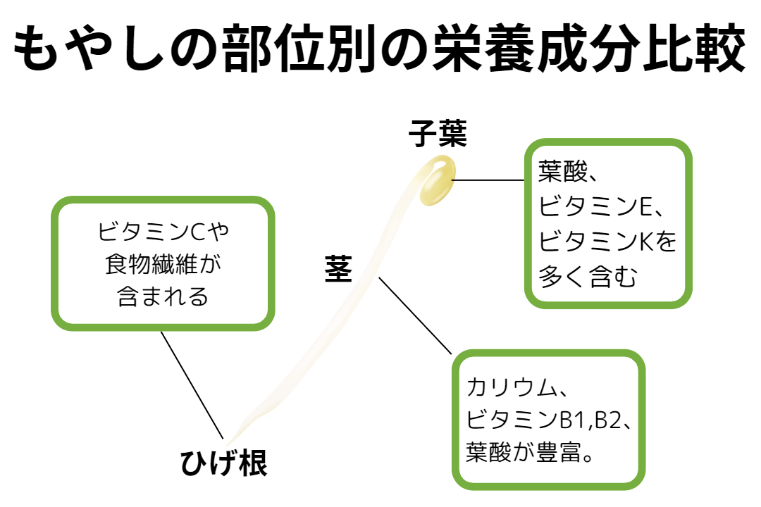 もやしのヒゲ根って