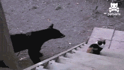東京・八王子市でまたクマ出没　入山者に注意　市街地に近づく可能性も