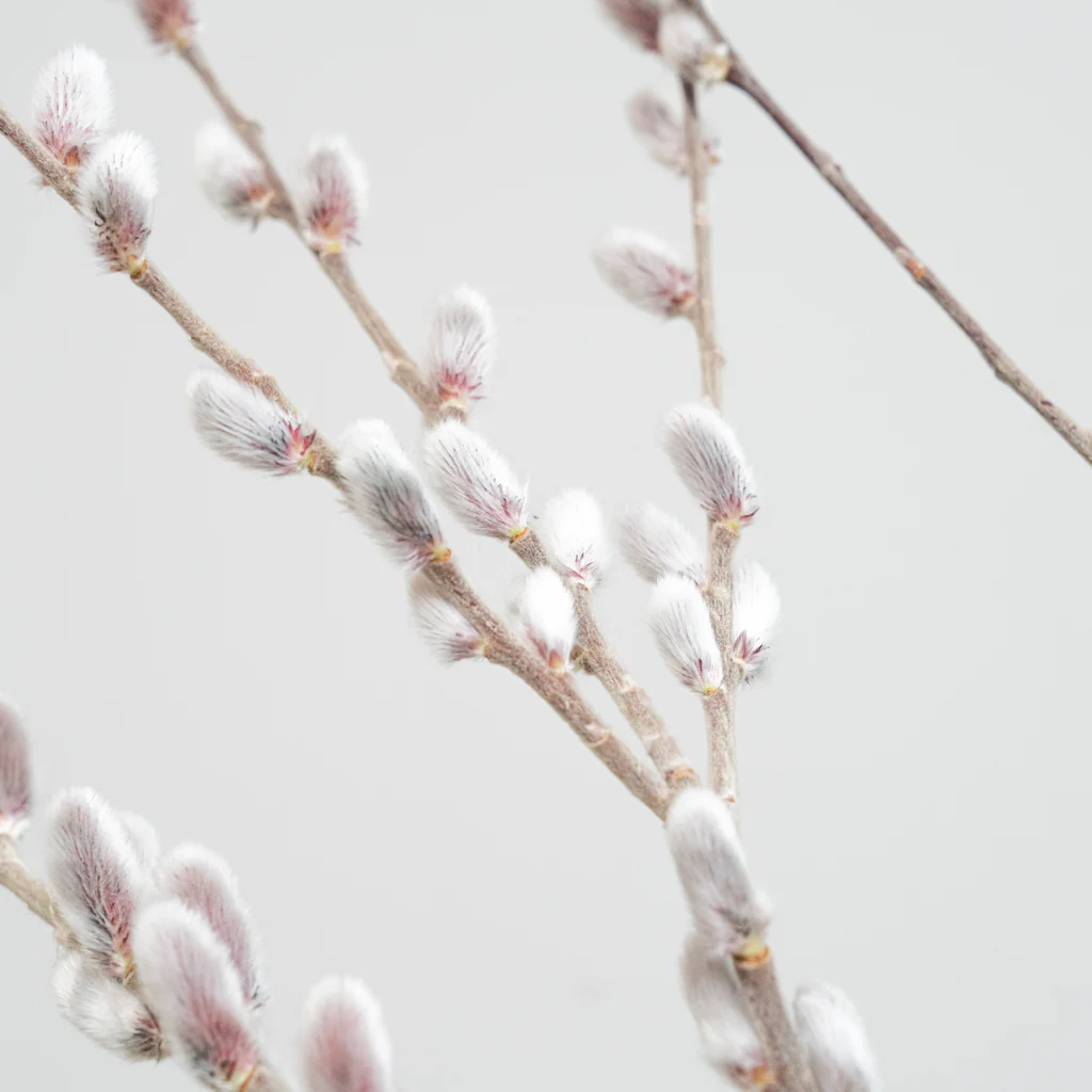 自分を花に例えるとしたら