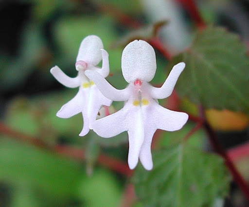 自分を花に例えるとしたら