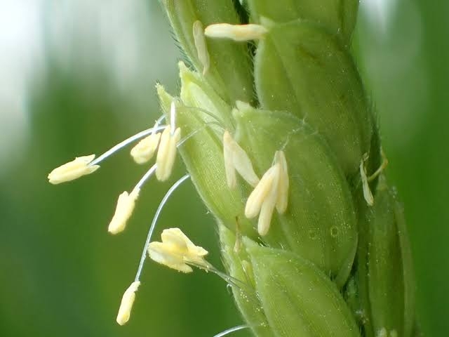 自分を花に例えるとしたら