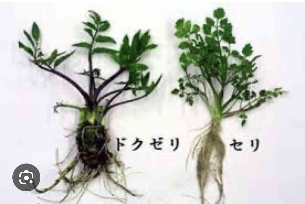その白い花、絶対気をつけて。「庭で繁殖」「近所にたくさん」報告相次ぐ。36人が症状訴えた例も
