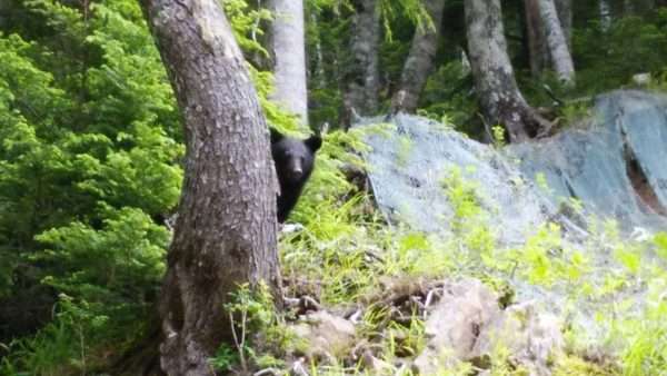 青森市中心街のホテルなど入る複合商業ビル周辺に1頭のクマ出没確認　ビル内にたてこもりか　1階の薬局には10人以上の利用者が…　午後6時過ぎに駆除　約300m離れた駐車場でもクマ目撃