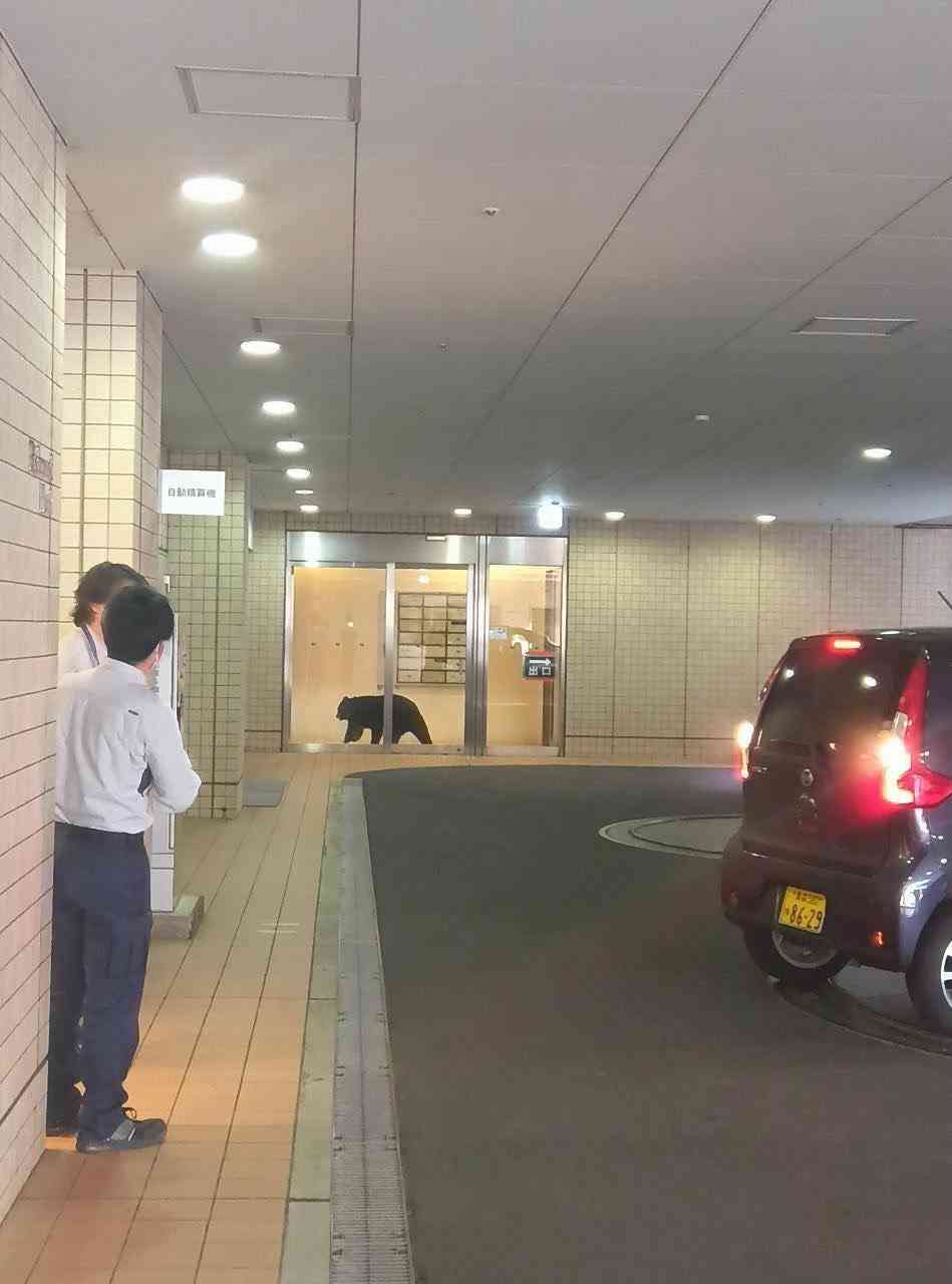 青森市中心街のホテルなど入る複合商業ビル周辺に1頭のクマ出没確認　ビル内にたてこもりか　1階の薬局には10人以上の利用者が…　午後6時過ぎに駆除　約300m離れた駐車場でもクマ目撃