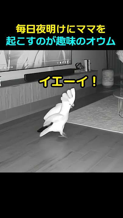 賢い動物の動画