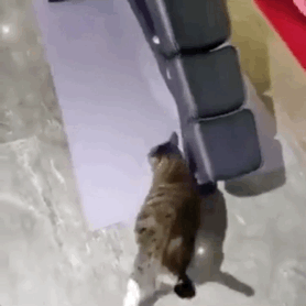 賢い動物の動画