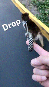 賢い動物の動画