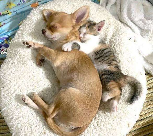猫派だけど犬を飼っている人、犬派だけど猫を飼っている人